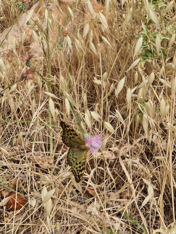 איפראן La Pommeraie D'Ifrane מראה חיצוני תמונה